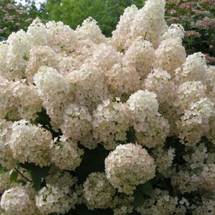 Hortensia - Hydrangea paniculata 'Bobo' - Hauteur 25-40cm - ⌀19cm