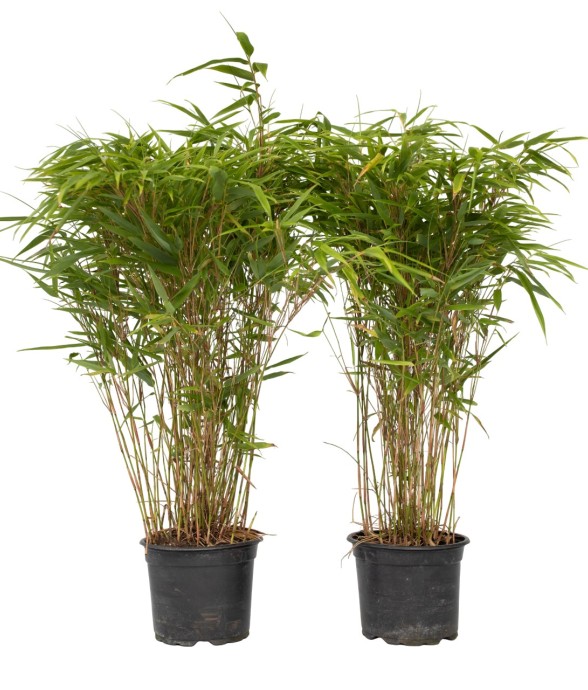 Bambou non-traçant - Set de...