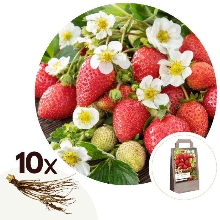 Fraisier - Set de 10 - Fragaria elsanta - Rhizomes - Rouge