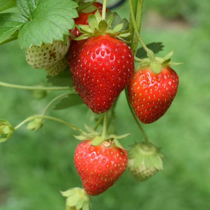 Fraisier - Set de 10 - Fragaria elsanta - Rhizomes - Rouge