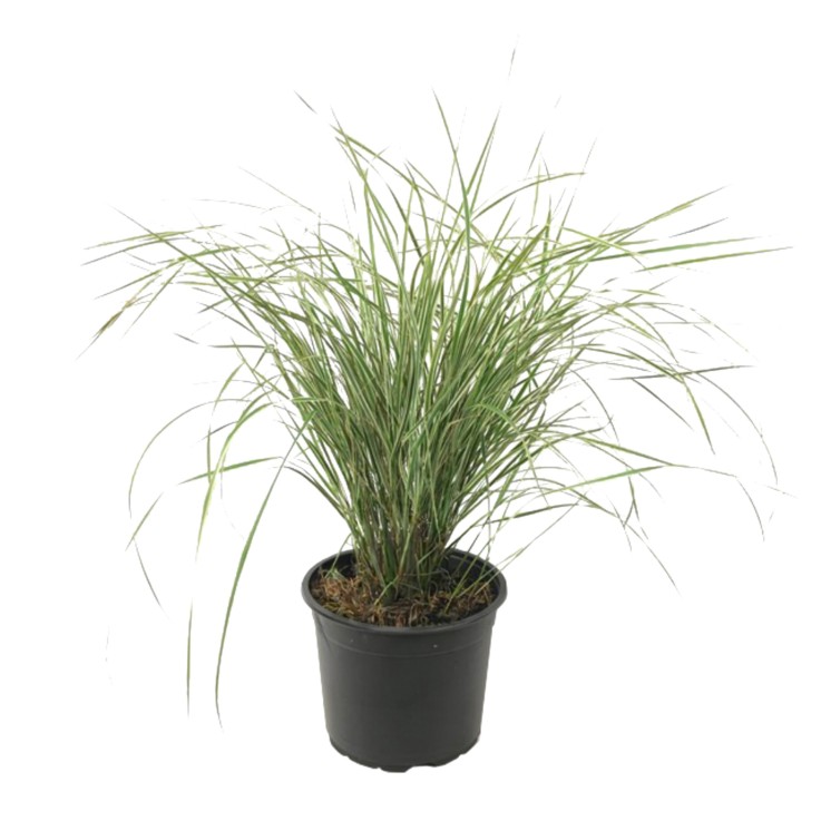 Calamagrostide - Calamagrostis acutiflora 'Overdam' - Hauteur 20-30cm - ⌀23cm
