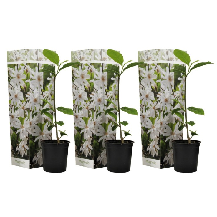Arbre à tulipes - Set de 3 - Magnolia 'Stellata' - Hauteur 25-40cm - ⌀9cm
