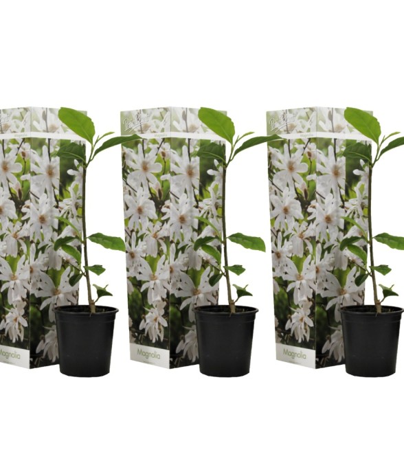 Arbre à tulipes - Set de 3...