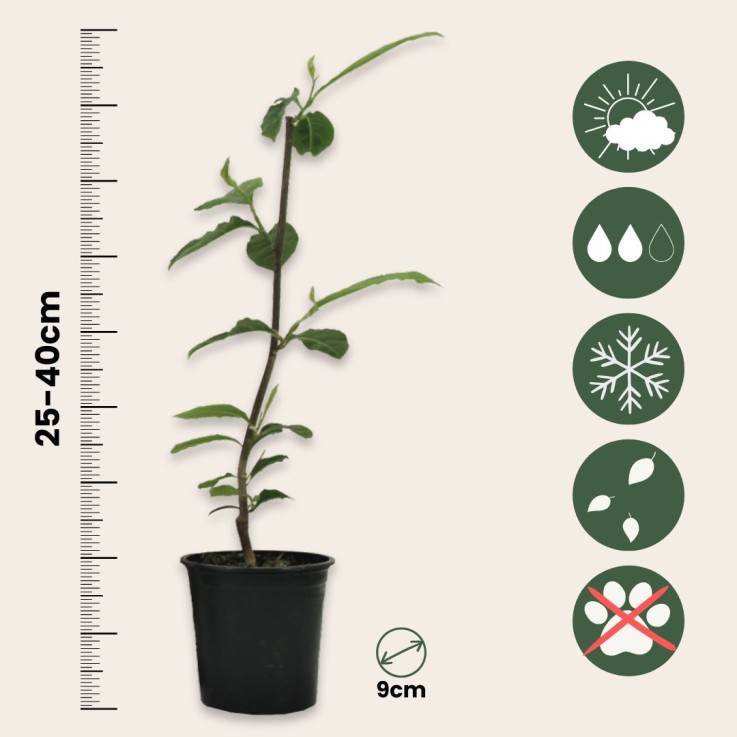 Arbre à tulipes - Set de 3 - Magnolia 'Stellata' - Hauteur 25-40cm - ⌀9cm