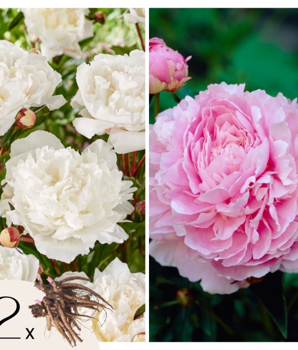 Pivoine - Set de 2 -...