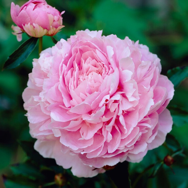 Pivoine - Set de 2 - Paeonia - Rhizomes - Rose