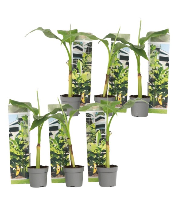 Bananier du Japon - Set de...
