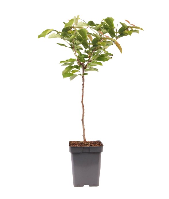 Cerisier - Prunus avium -...