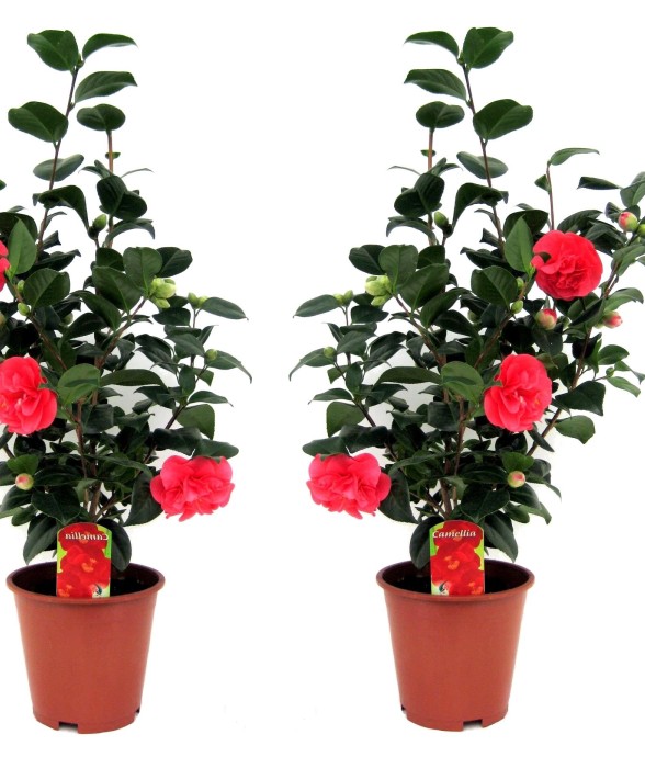 Camélia - Set de 2 -...