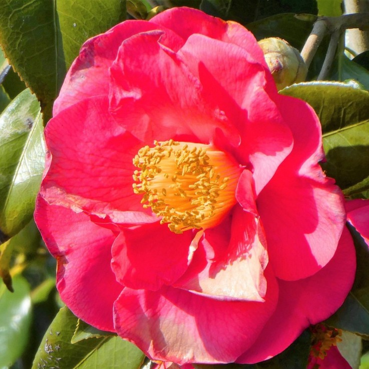 Camélia - Set de 2 - Camellia japonica 'Lady Campbell' - Hauteur 60-70cm - ⌀19cm