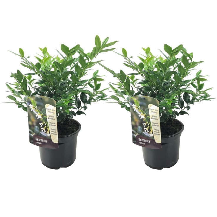 Sarcocoque confus - Set de 2 - Sarcococca 'Confusa' - Hauteur 30-40cm - ⌀17cm