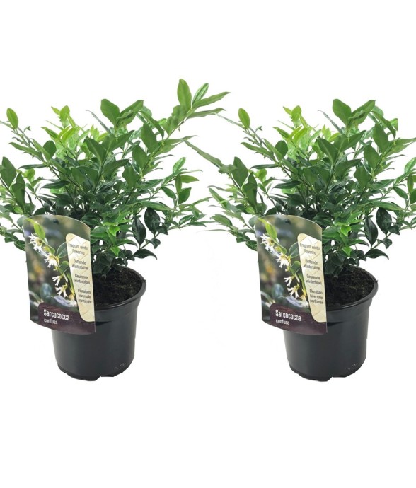 Sarcocoque confus - Set de...