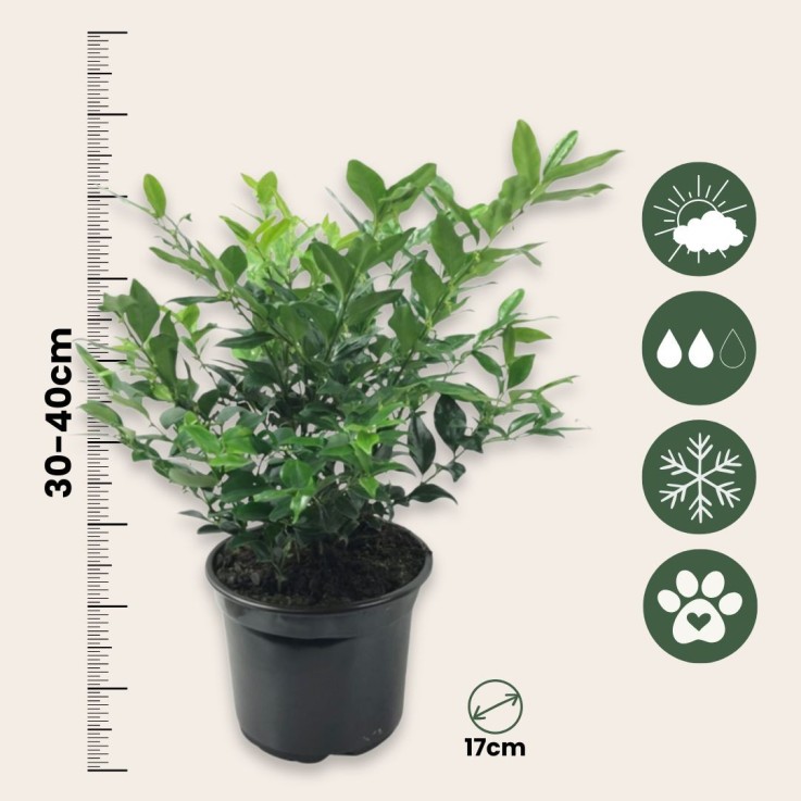 Sarcocoque confus - Set de 2 - Sarcococca 'Confusa' - Hauteur 30-40cm - ⌀17cm