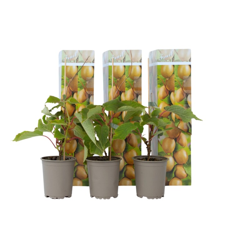 Kiwi - Set de 3 - Actinidia deliciosa 'Jenny' - Hauteur 20-40cm - ⌀9cm