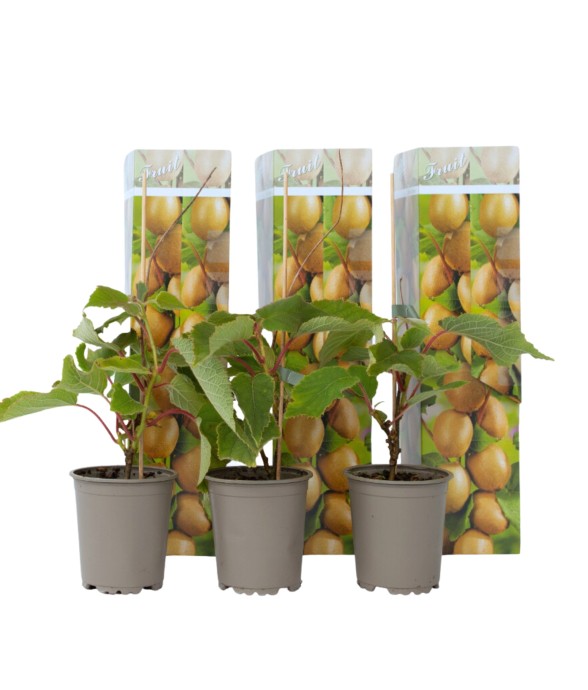 Kiwi - Set de 3 - Actinidia...