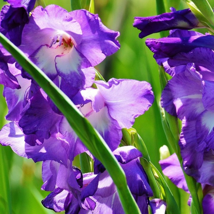 Mélange de bulbes pour le jardin - Set de 250 - Bleu