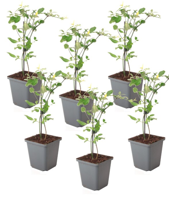 Jasmin étoilé - Set de 6 -...