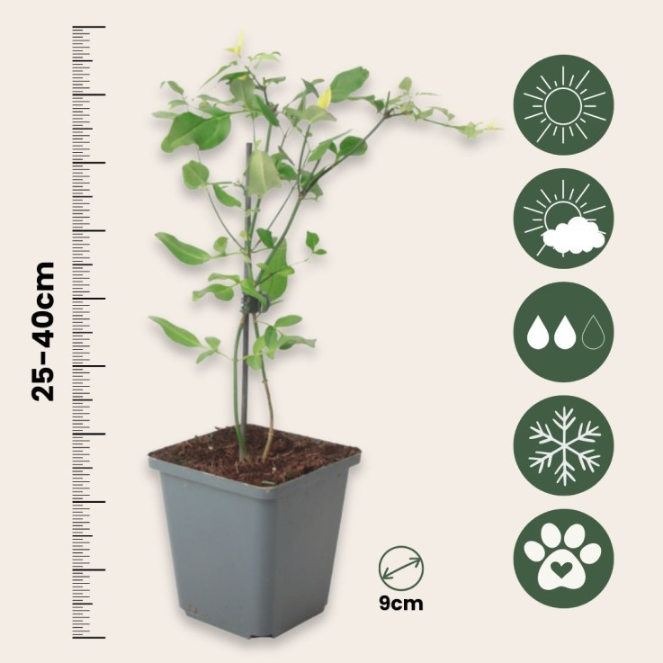 Jasmin étoilé - Set de 6 - Jasminum 'Summer Scent' - Hauteur 25-40cm - ⌀9cm