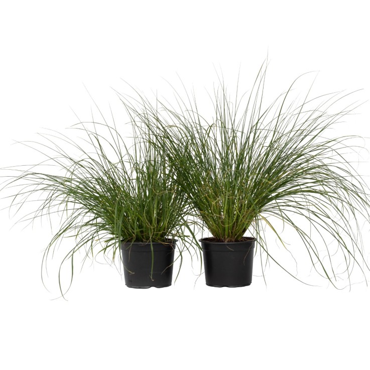 Pennisétum - Set de 2 - Pennisetum alopecuroides 'Hameln' - H20-30cm - ⌀23cm