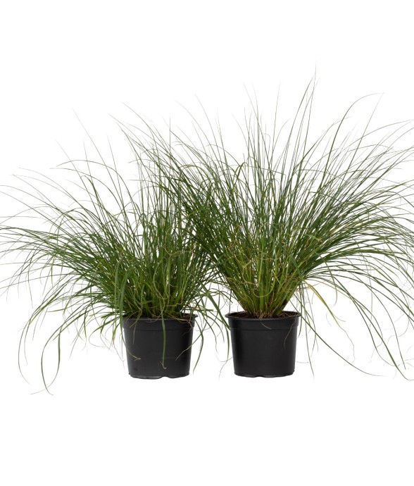 Pennisétum - Set de 2 -...