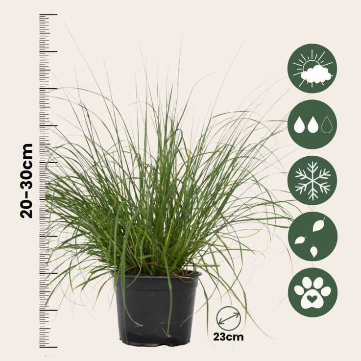 Pennisétum - Set de 2 - Pennisetum alopecuroides 'Hameln' - H20-30cm - ⌀23cm