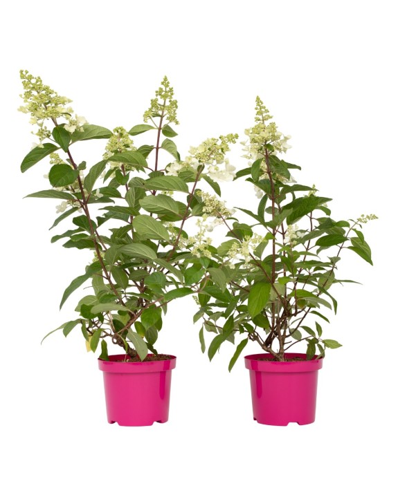 Hortensia - Set de 2 -...