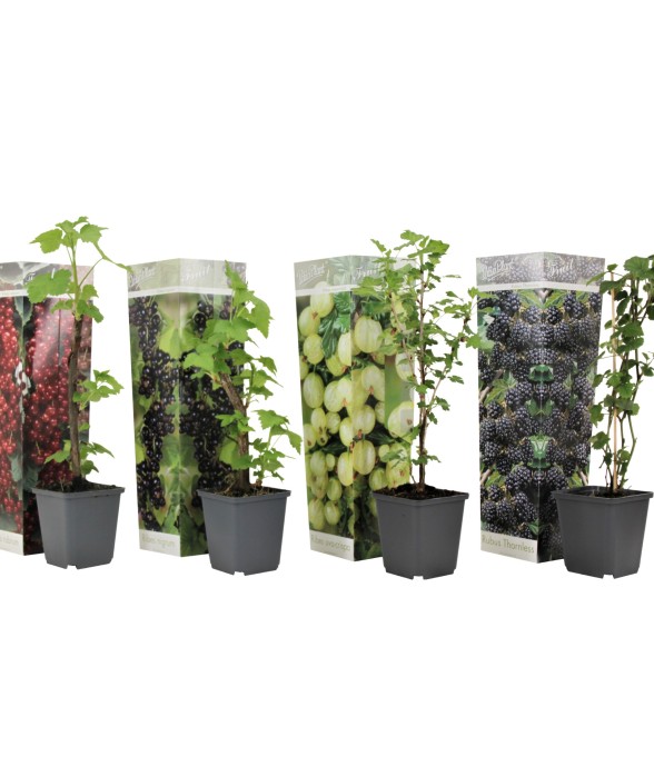 Mélange de baies - Set de 4...