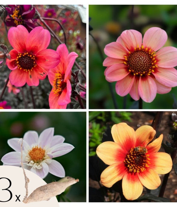 Dahlias - Set de 3 - Dahlia...