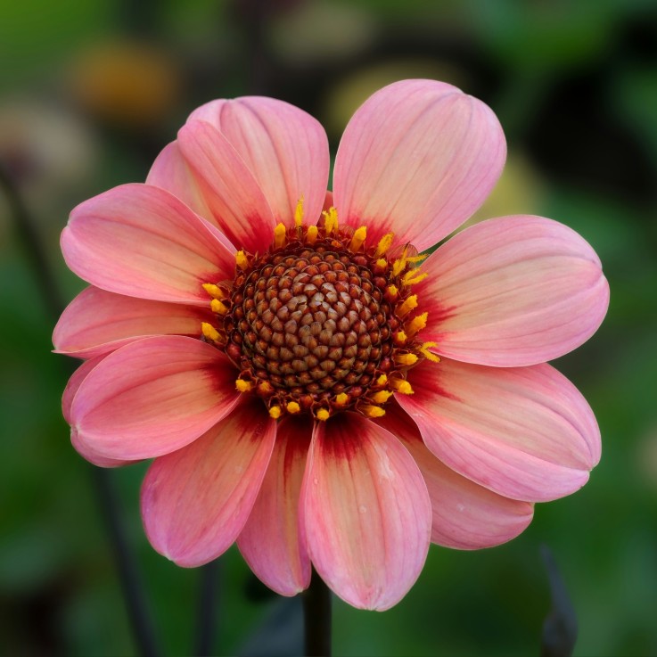 Dahlias - Set de 3 - Dahlia 'Happy Single Mix' - Bulbes à fleurs