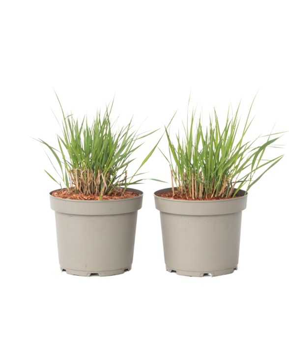 Panic érigé - Set de 2 -...