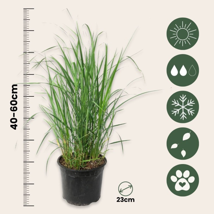 Panic érigé - Set de 2 - Panicum virgatum 'Heavy Metal' - H40-60cm - ⌀23cm
