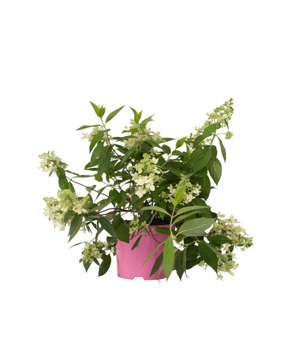 Hortensia - Hydrangea...