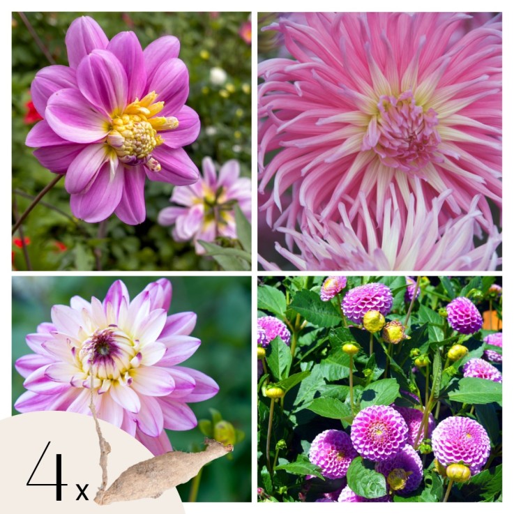 Dahlias - Set de 4 - Dahlia 'Pink Love' - Bulbes à fleurs - Rose