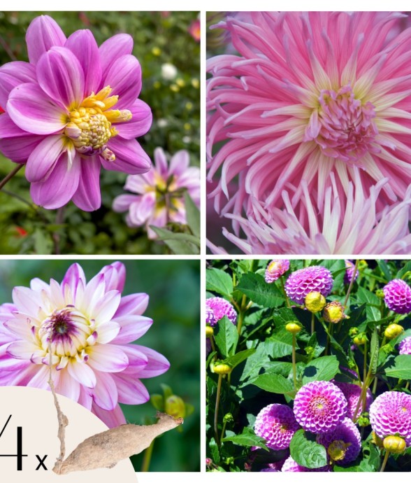 Dahlias - Set de 4 - Dahlia...