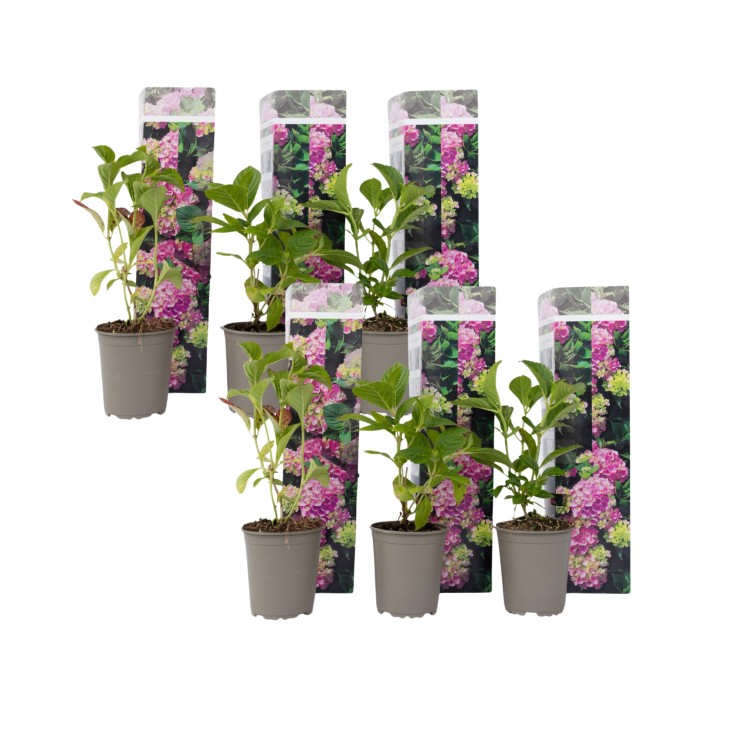 Hortensia - Set de 6 - Hydrangea macrophylla 'Early Pink' - H25-40cm - ⌀9cm