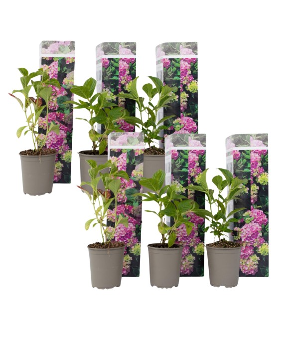 Hortensia - Set de 6 -...