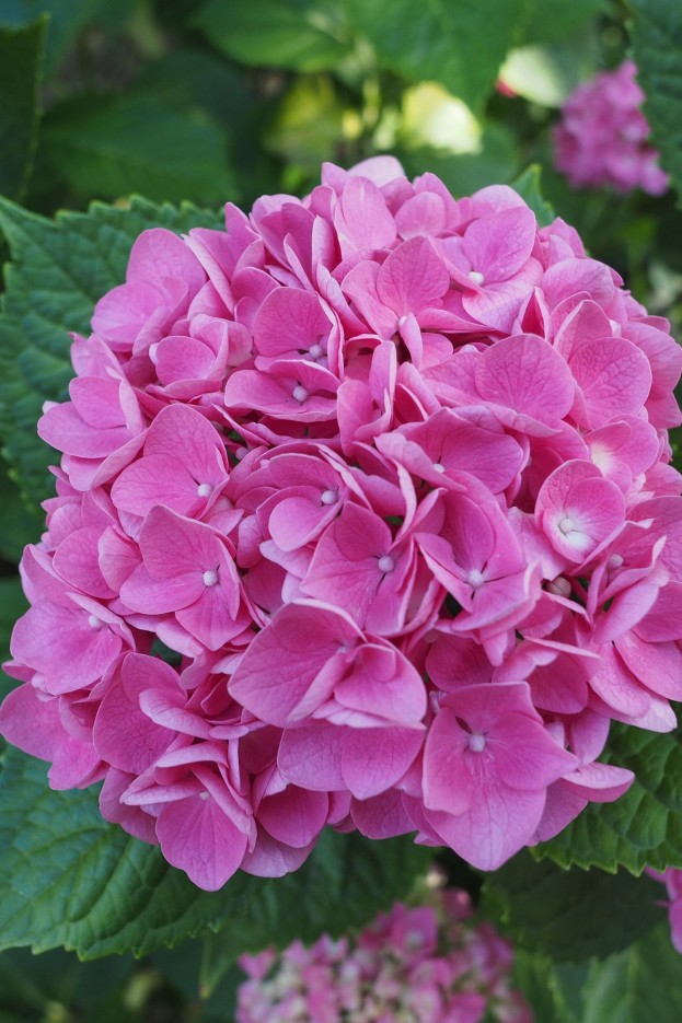 Hortensia - Set de 6 - Hydrangea macrophylla 'Early Pink' - H25-40cm - ⌀9cm