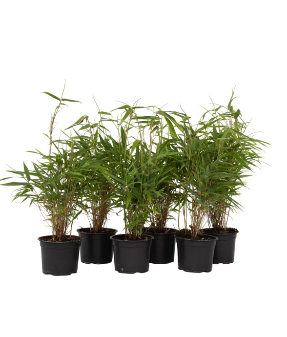 Bambou non-traçant - Set de...