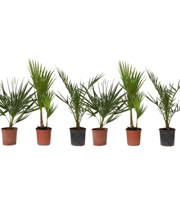 Mélange de palmiers...