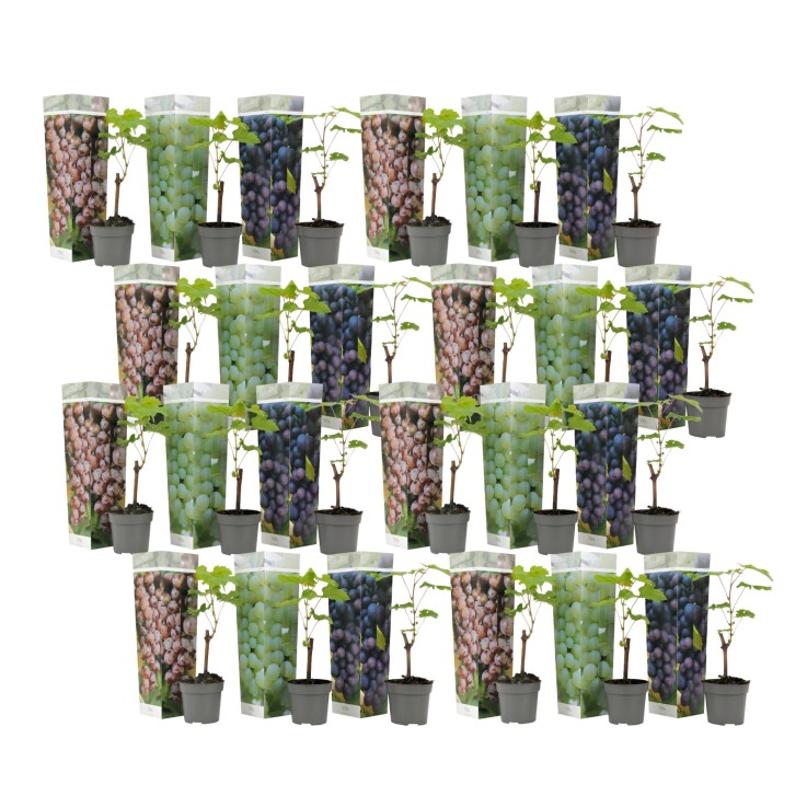 Vigne à raisin - Set de 24 - Vitis vinifera - Hauteur 25-40cm - ⌀9cm