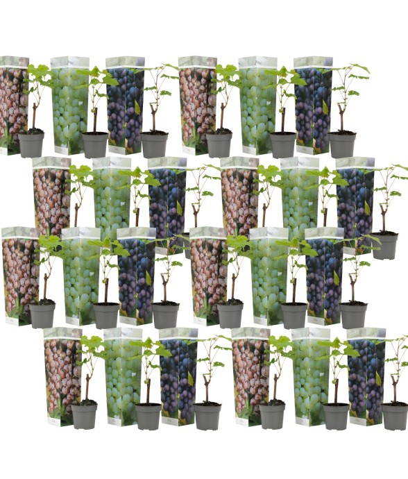 Vigne à raisin - Set de 24...