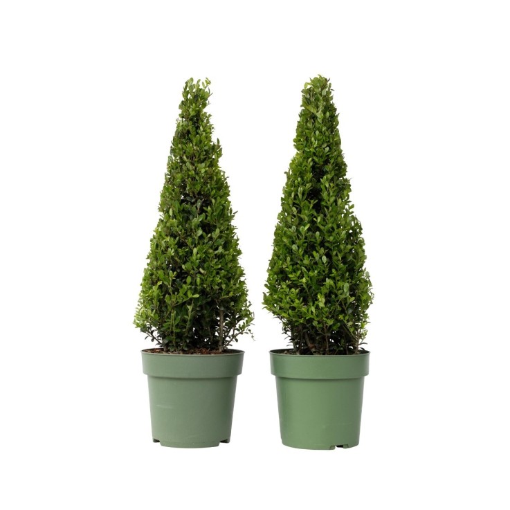Houx crenelé - Set de 2 - Ilex crenata 'Jenny' - Hauteur 55-65cm - ⌀21cm
