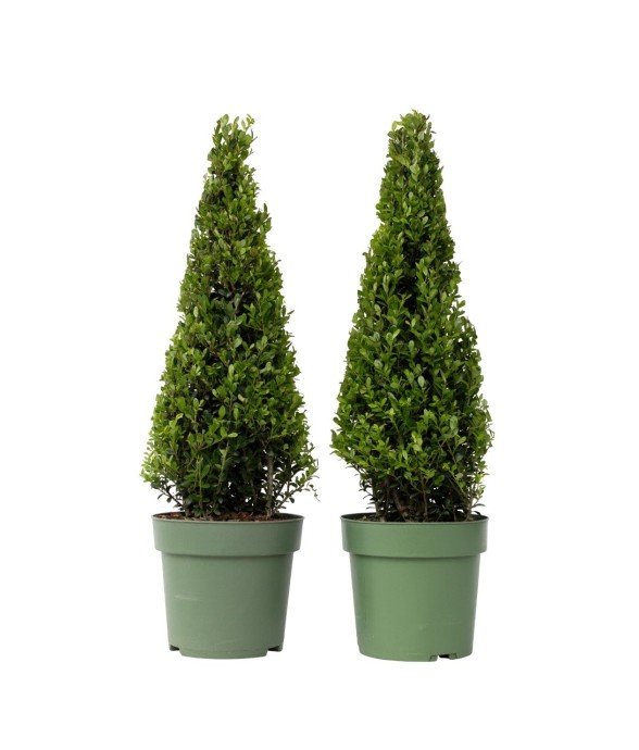 Houx crenelé - Set de 2 -...