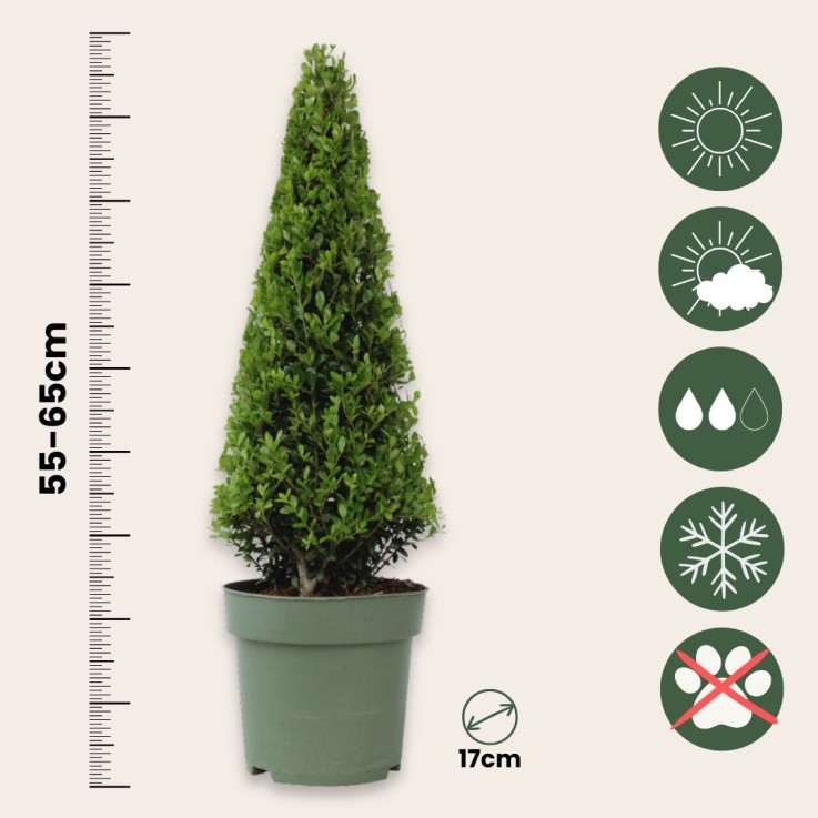 Houx crenelé - Set de 2 - Ilex crenata 'Jenny' - Hauteur 55-65cm - ⌀21cm