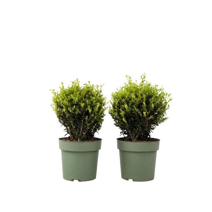 Houx crenelé - Ilex crenata 'Jenny' - Hauteur 30-40cm - ⌀17cm