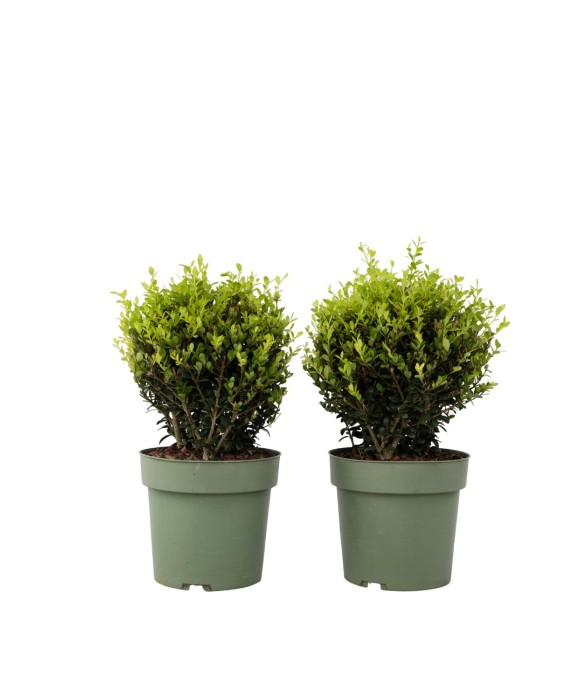 Houx crenelé - Ilex crenata...