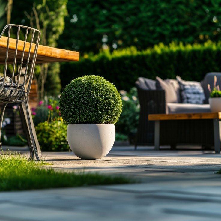 Houx crenelé - Ilex crenata 'Jenny' - Hauteur 30-40cm - ⌀17cm