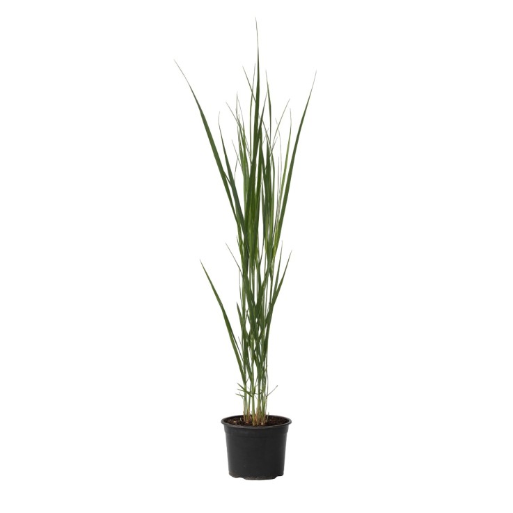 Panic érigé - Panicum virgatum 'Northwind' - Hauteur 40-60cm - ⌀23cm