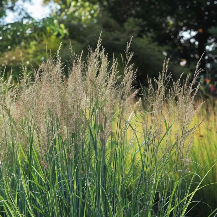 Panic érigé - Panicum virgatum 'Northwind' - Hauteur 40-60cm - ⌀23cm