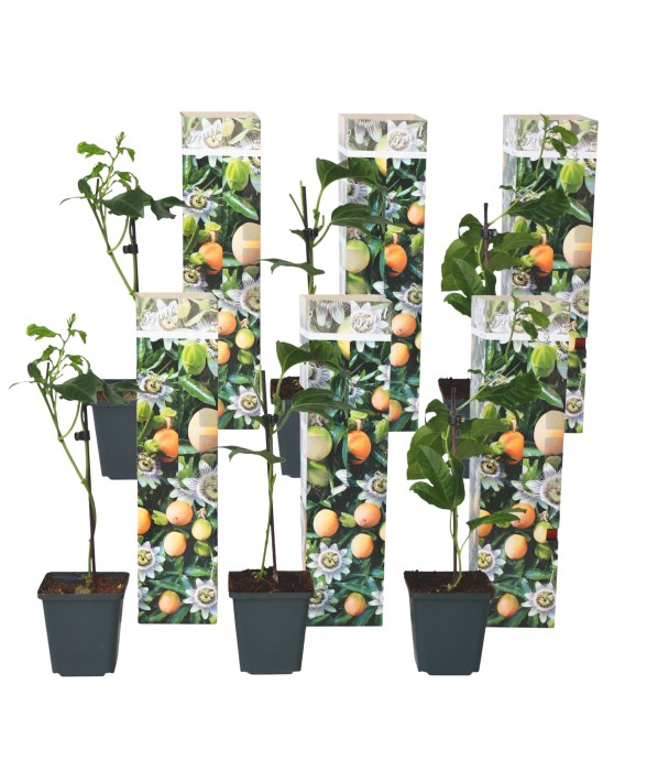 Passiflore - Set de 6 -...